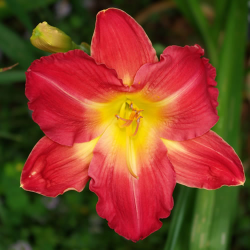 Hemerocallis Indy Fireworks
